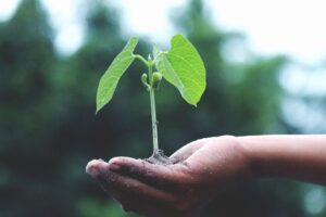 Tangan memegang bibit tanaman hijau sebagai simbol keberlanjutan dan persyaratan perubahan iklim ISO 9001:2026